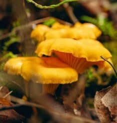 Ihminen, luonto ja yhteiskunta